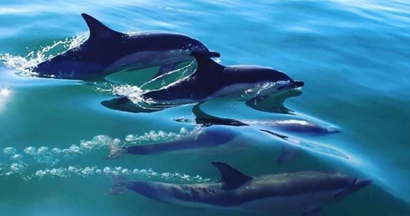 Whale & Dolphin Spotting Boat Trips Pembrokeshire Wales