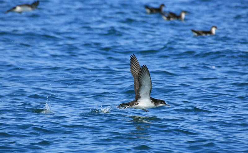 Shearwater & Puffin Spotting Wildlife Boat Trips Pembrokeshire